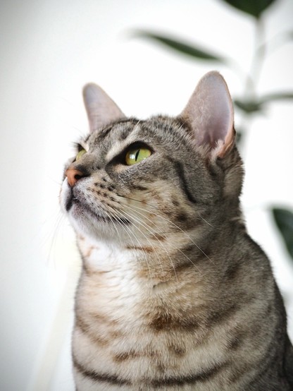 A close-up of a tabby cat with a gray striped coat and bright green eyes, looking upwards. A blurred green plant is visible in the background.