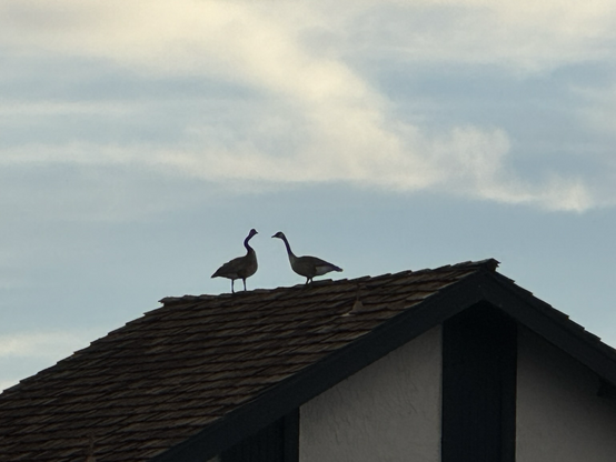 Two geese facing each atop a pitched roof, cloudy skies make for a pastel blue, the geese are noisy too!