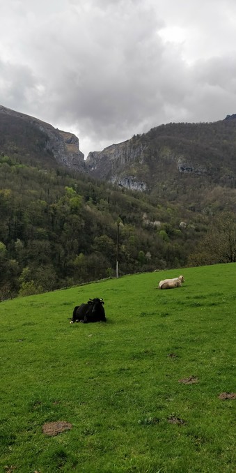 Un prado muy verde sobre el que hay tumbados un toro negro y una vaca pirenaica en Santa Grazi. Al fondo se ven peñas muy altas que parecen partidas (garganta de Ehujarre).