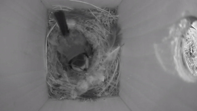 Pimpelmees op nest in kastje