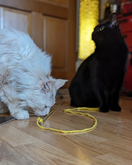 A white maine coon cat investigates a string on a stick while a black cat sits in the background. 