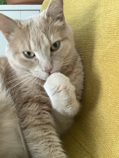 A beige tabby cat licks his paw as he sits on a yellow chair. He’s looking at the camera.