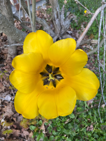 Color image of a blooming yellow tulip, its petals fully open, revealing the flower's sexual and reproductive organs and organelles. The flower is a very bright, very deep yellow, revealing the center six stamen, against a background of a still-winter forest floor in Bath Township, Summit County, Ohio, USA.