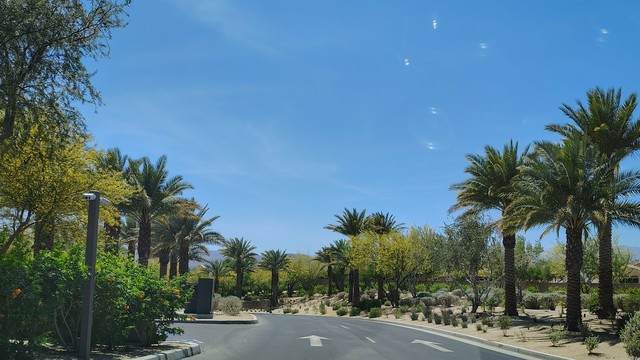 A two lane street curves away and down to the left, lined with palm trees. Beneath the palms on both sides are masses of bright yellow flowers on the Palo Verde trees growing beneath them. 