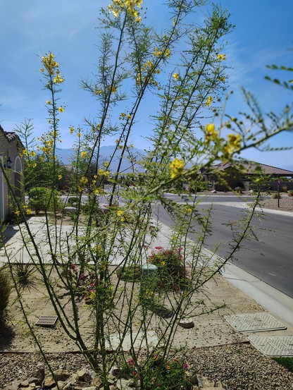 This photo is a close-up of a very young Palo Verde tree, showing its thin branches and feathery leaves, evolved to help the tree survive in the Southern California desert.  In April they are in bloom all over the Coachella Valley, where they are native, and thrive with little water and 120 degree Fahrenheit summers. 