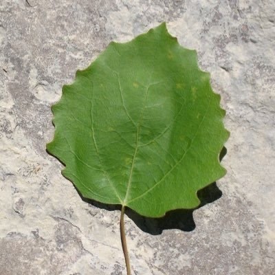 Teaser01 - Thoughts On (Modern?) Software Development - „Profile"