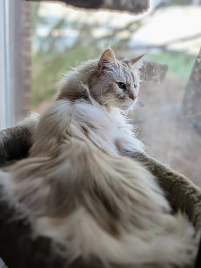 A withe maine coon relaxing in the cat tree by the window.  