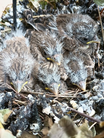 Close up of 5 baby birds. They are dark grey with white down, yellow around the mouth, big black eyes. They are in a nest made of grass. They are all facing the same direction, but are ignoring me, and not looking at the camera.