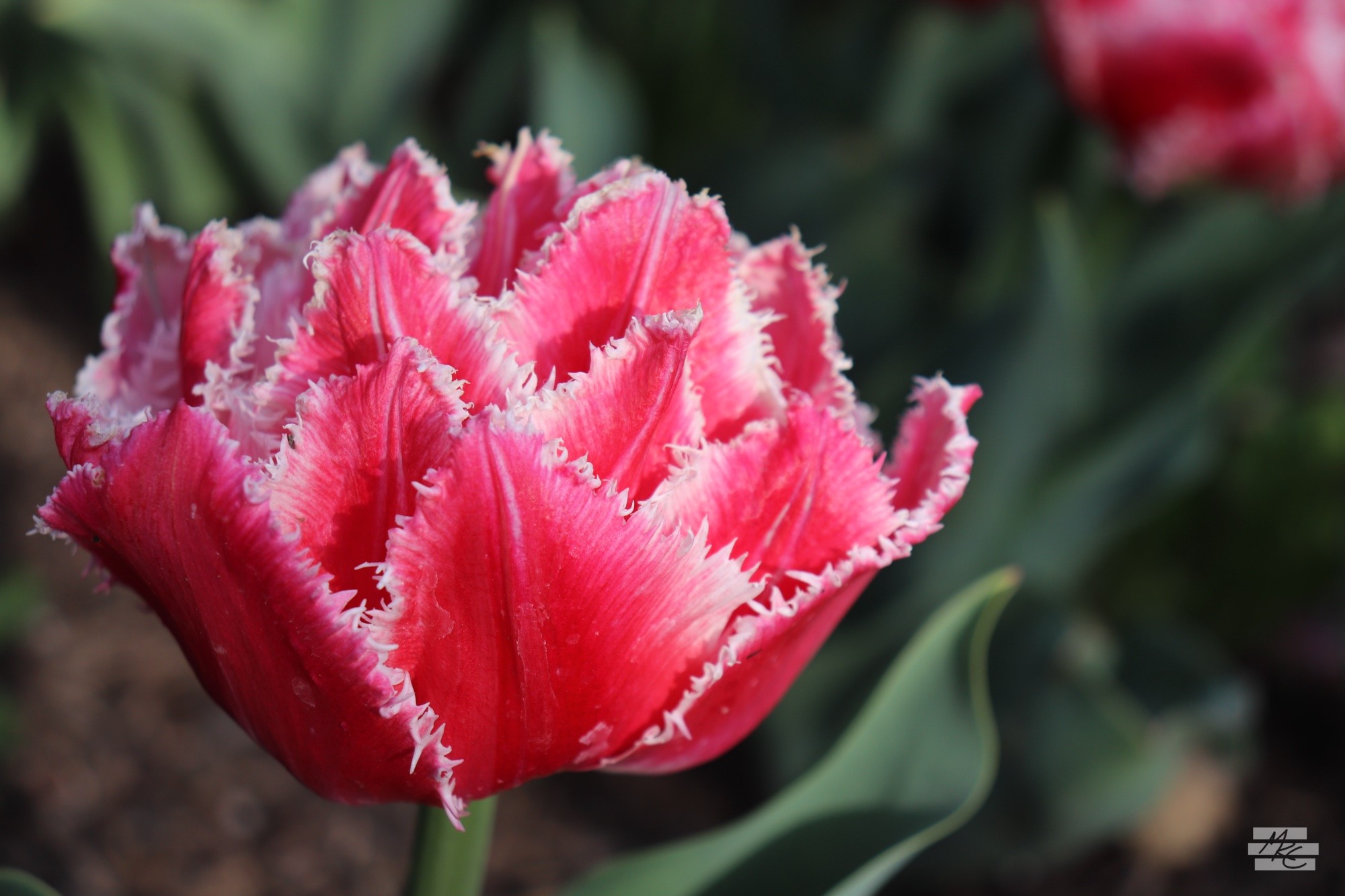 Closeup photograph of a red tulip with a multitude of white-fringed, triangular petals. Closeup photograph of a red tulip with a multitude of white-fringed, triangular petals.