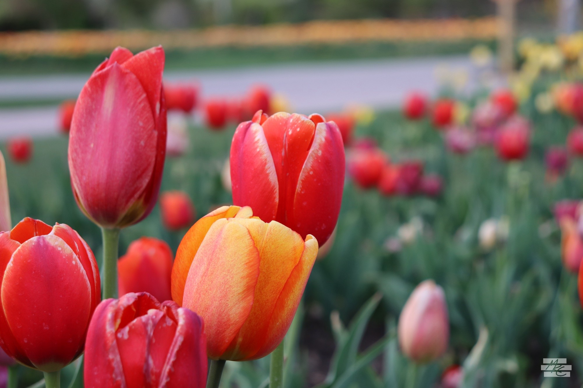 Photograph of a mix of classic red and orange tulips. Photograph of a mix of classic red and orange tulips.