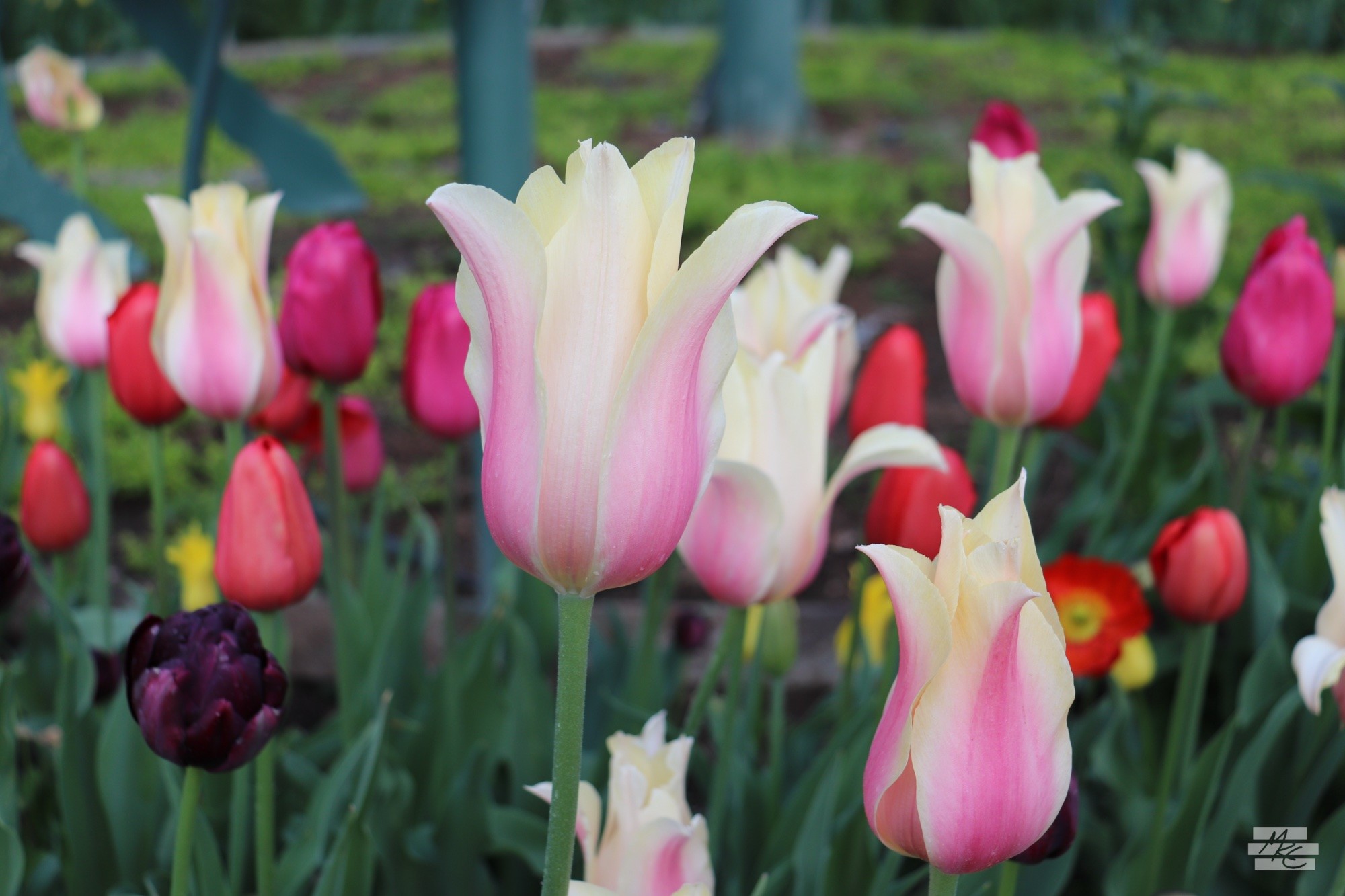 Photograph of a colorful mix of tulips with some vase-shaped pink and white tulips rising above the rest. Photograph of a colorful mix of tulips with some vase-shaped pink and white tulips rising above the rest.