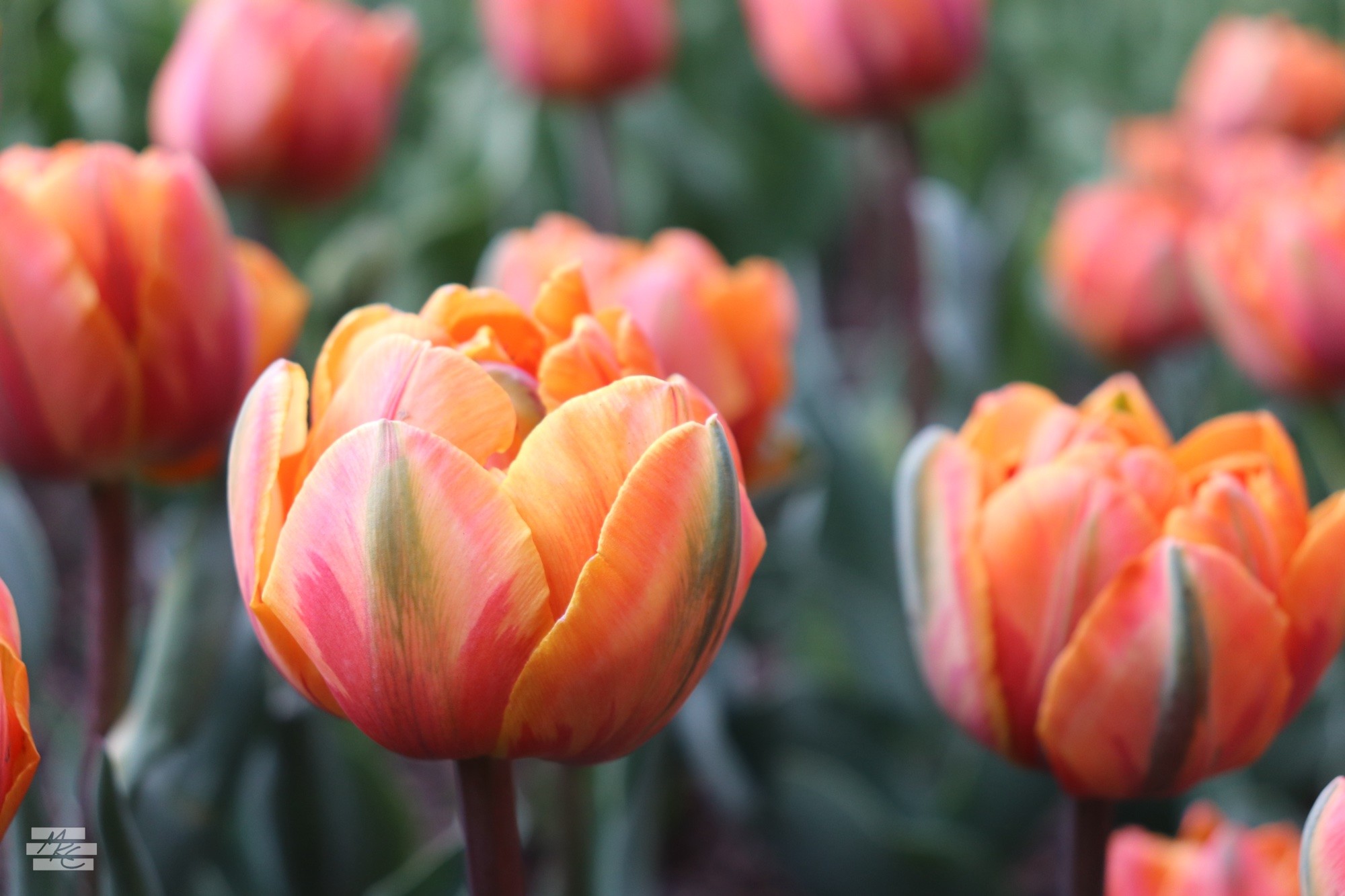 Photograph of rounded orange and pink tulips with a green stripe running along the center of each petal. Photograph of rounded orange and pink tulips with a green stripe running along the center of each petal.