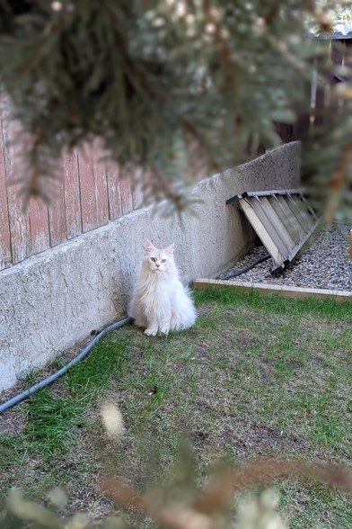 A white maine coon cat sitting next to a wall looking at the camera.  there is a ladder in the background.  