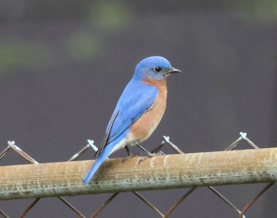A small blue bird with a rust colored chest is perched on the top rail of a chain link fence.