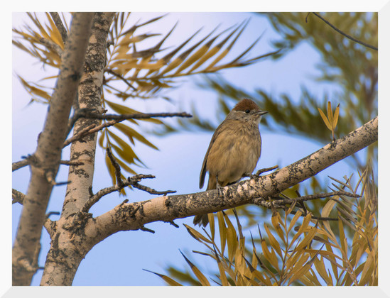 The image shows a blackcap warbler perched on a tree branch in Almería (Southern Spain).
---
La imagen muestra a una curruca capirotada posada sobre la rama de un árbol en Almería.