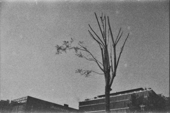 **English Alt Text:**
"A black and white photograph featuring a solitary tree with sparse branches against a clear sky. The tree stands in front of a building with a sign that reads 'URBAN REVIVO.' The scene is calm and serene, with the tree being the focal point."

**Chinese Alt Text:**
"一张黑白照片，展示了一棵孤独的树，树枝稀疏，背景是一片清朗的天空。这棵树位于一栋写有'URBAN REVIVO'标志的建筑前。场景宁静而祥和，树是焦点所在。"