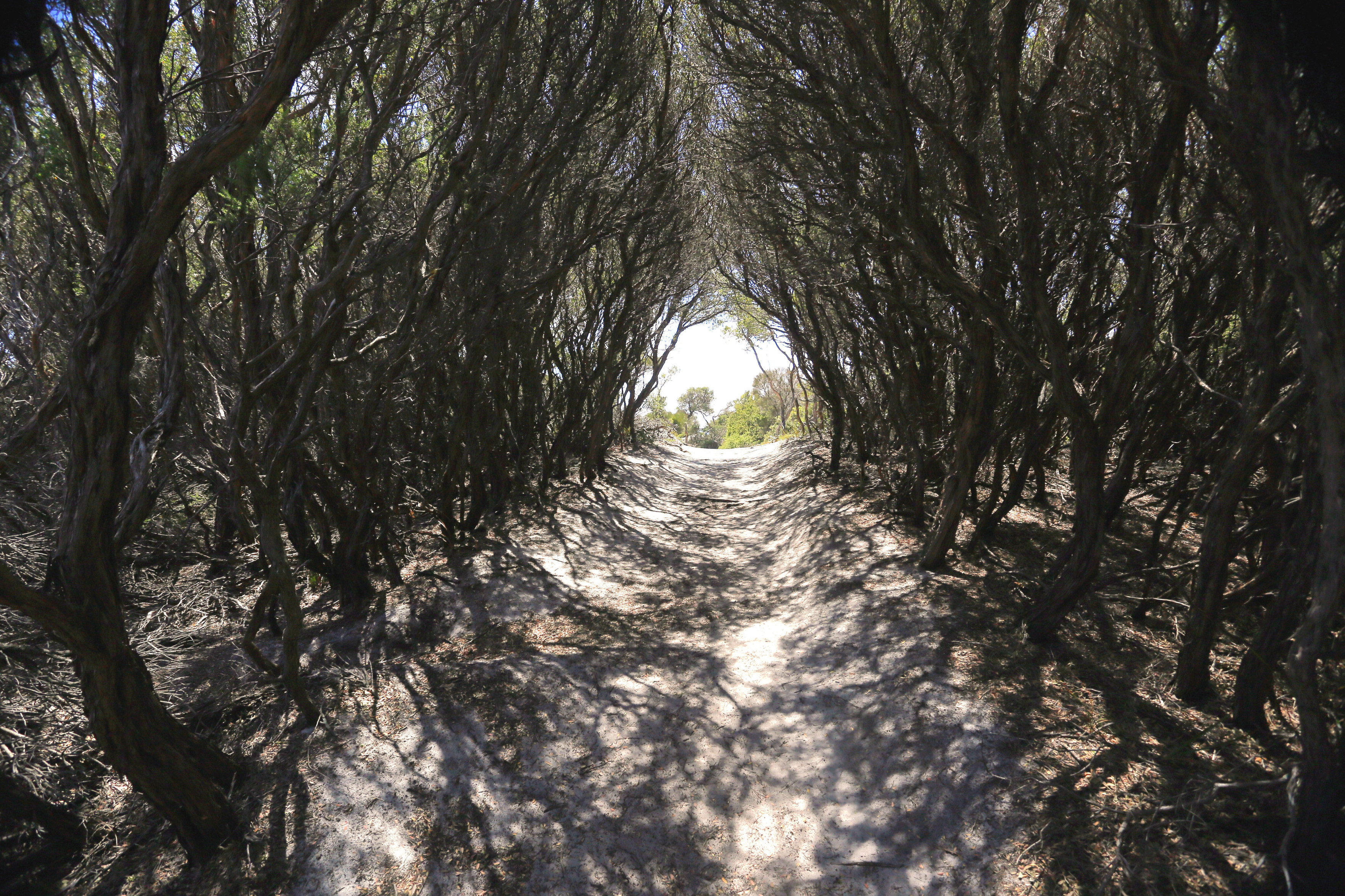 Sandy footpath through low trees, with strong sunlight and shadows. Sandy footpath through low trees, with strong sunlight and shadows.