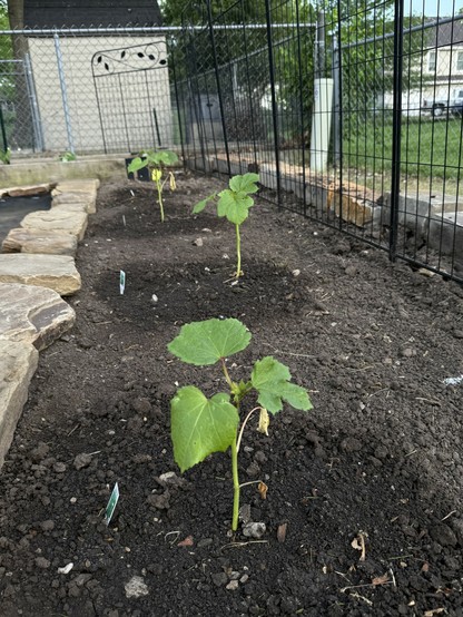 Shot at ground level down a row of okra seedlings, already leafing out nicely. The plants are more than six inches high. 