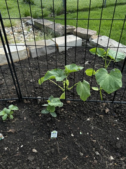 Looking down on two variets of cucumber, planted on either side of a metal fence. One variety, much further along, is already beginning to climb the fence. 