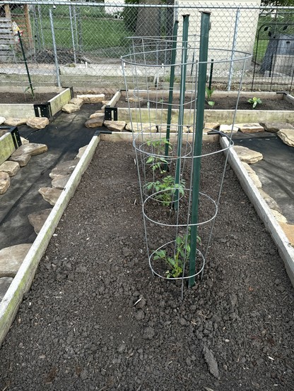 Looking down on three tomato plants. The plants have large metal stakes next to them and are surrounded by circular wire cages. The plants are over ten inches high. In the background, portions of two other raised beds are visible. The back left bed contains various pepper plants. The back right contains zucchini and eggplant. 