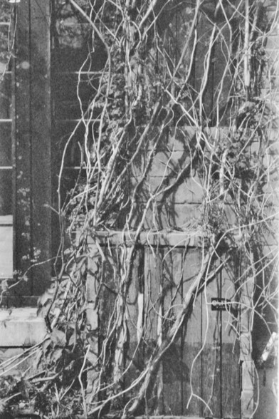**English:**
A black and white photograph of a wooden structure, possibly a door or part of a building, densely covered with tangled vines. The vines intertwine around the structure, suggesting an old or abandoned building with nature reclaiming the space.

**Chinese:**
一张黑白照片，展示了一座木结构建筑，可能是一扇门或建筑的一部分，被纠缠的藤蔓茂密覆盖。藤蔓缠绕在结构上，暗示这是一座古老或废弃的建筑，自然正在重新占领这片空间。
