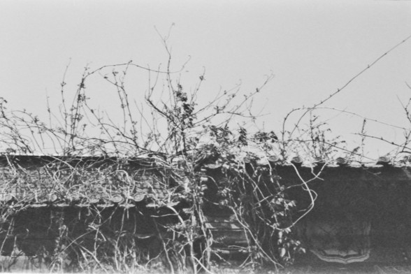 **English:**
A black and white photograph showing a wall partially covered with tangled vines. The vines are growing over the top of the wall, indicating an old or abandoned structure with nature reclaiming the space.

**Chinese:**
一张黑白照片，展示了一面被纠缠的藤蔓部分覆盖的墙。藤蔓在墙顶上生长，暗示这是一座古老或废弃的建筑，自然正在重新占领这片空间。
