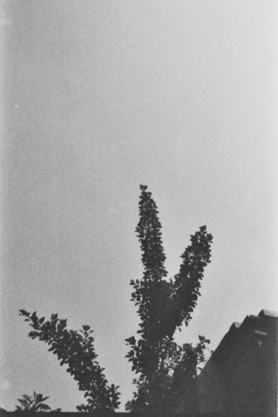 **English:**
A black and white photograph featuring the silhouette of two trees against a clear sky. The trees have a distinct shape with dense foliage. The image captures the contrast between the dark trees and the lighter sky, creating a serene and minimalist scene.

**Chinese:**
一张黑白照片，展示了两棵树在晴朗天空下的剪影。这两棵树形状独特，枝叶茂密。照片捕捉了深色树木与浅色天空之间的对比，营造出宁静而极简的场景。