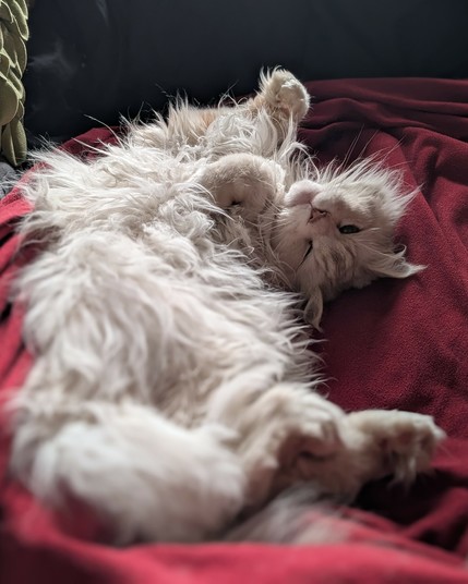A cream coloured maine coon laying on a red blanket.  his fur is al messy after a good nap.