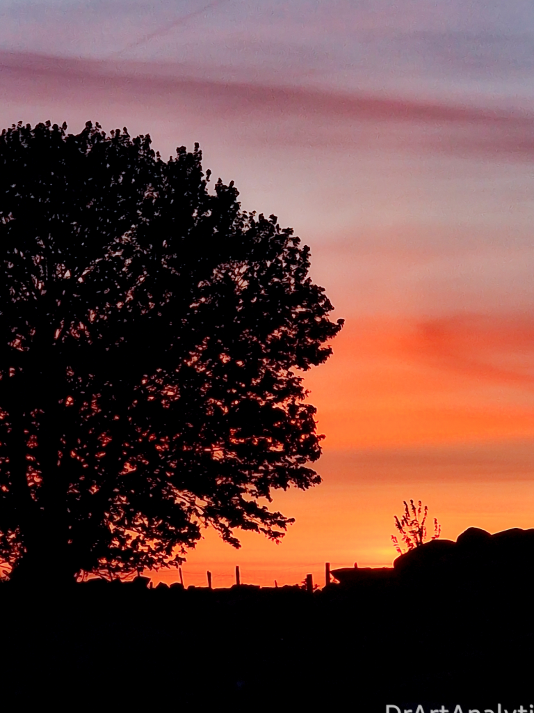 The sky is lit up with gold pink, orange and purple as tge sun sets behind a big old Sycamore tree which is in black sillhouette. It's in N Wales and the sheep were calling their lambs and the air smelt of cut grass and sheep pooh! The sky is lit up with gold pink, orange and purple as tge sun sets behind a big old Sycamore tree which is in black sillhouette. It's in N Wales and the sheep were calling their lambs and the air smelt of cut grass and sheep pooh!