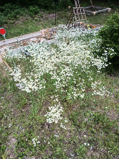 Hundreds of small white flowers.