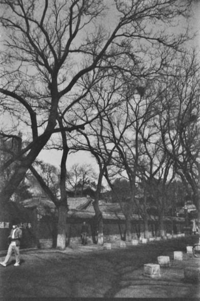 **English:**
A black and white photograph of a person walking along a path lined with bare trees. The trees have no leaves, indicating it might be autumn or winter. In the background, traditional Chinese buildings with tiled roofs can be seen. The scene is peaceful and evokes a sense of historical and cultural richness.

**Chinese:**
一张黑白照片，展示一个人沿着一条两旁种满光秃秃树木的小路行走。这些树木没有叶子，表明可能是秋天或冬天。背景中可以看到带有瓦片屋顶的中国传统建筑。这个场景宁静祥和，唤起一种历史和文化的丰富感。