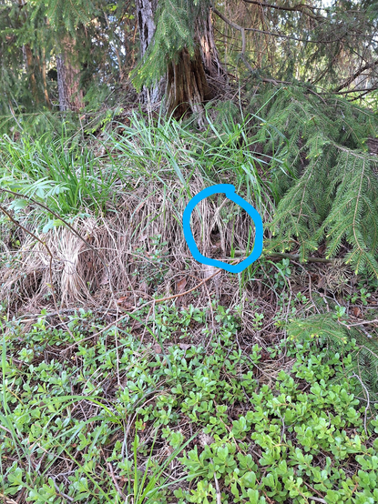 Slightly elevated root system of a big spruce covered in last year's dry grass. There's a hole in the wall of grass marked with a blue circle.