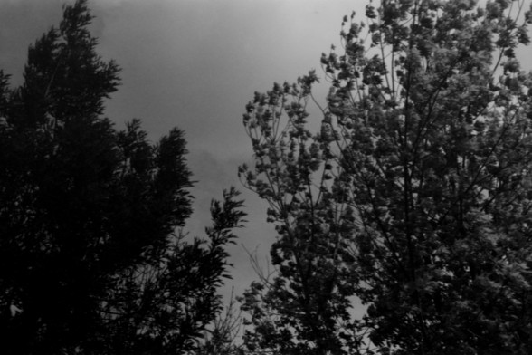Lucky SHD 400

**English Alt Text:**
"A black and white photograph capturing the silhouettes of tall, slender trees against a bright sky. The trees have dense foliage, creating a stark contrast with the lighter background."

**Chinese Alt Text:**
"一张黑白照片，捕捉到高大、纤细的树木在明亮天空下的剪影。树木有茂密的枝叶，与较亮的背景形成鲜明对比。"
