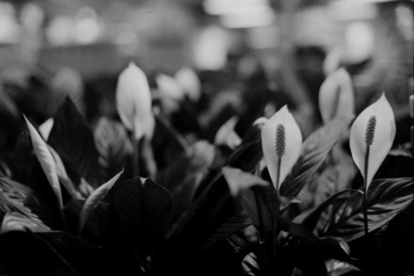 Lucky SHD 400

**English Alt Text:**
"A black and white photograph of peace lilies with their distinctive white flowers and dark green leaves. The flowers are in focus, while the background is blurred, creating a depth of field effect."

**Chinese Alt Text:**
"一张黑白照片，展示了具有独特白色花朵和深绿色叶子的和平百合。花朵是焦点，而背景是模糊的，形成了景深效果。"