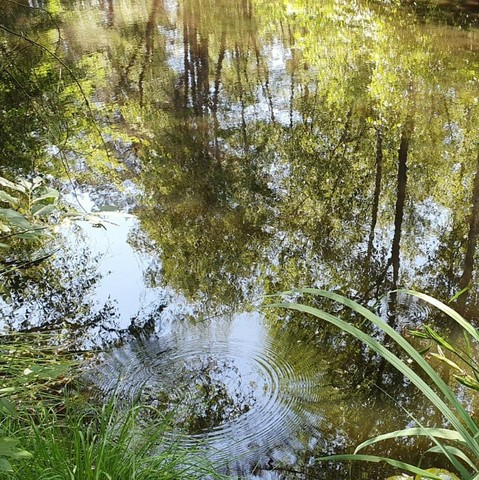 Spiegeling van bomen en lucht in het water. Links en rechts onder wat oeverbegroeing. 
Er is een kring in het water, veroorzaakt door een onderwaterbeestje. 