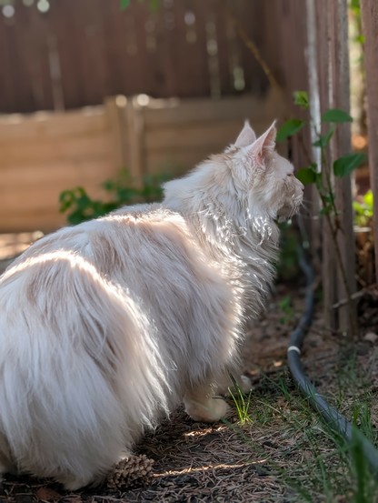 A white mainecoon peeks though a crack in a fence.  there is a small sapling and a garden hose.  Sunbeams shine though the cracks of the fence onto the cat.