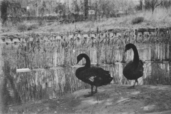 **English:**
A black and white photograph of two black swans standing on the bank of a pond. The swans are near a reed bed, and their reflections are visible in the water. The background includes some trees and a grassy area.

**Chinese:**
一张黑白照片，展示了两只黑天鹅站在池塘岸边。天鹅靠近一个芦苇床，它们的倒影在水中清晰可见。背景中有一些树木和草地。