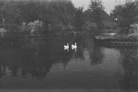 **English:**
A black and white photograph of two white swans swimming on a calm pond. The swans are centrally positioned in the image, with their reflections clearly visible in the water. The background features dense trees and foliage along the pond's edge.

**Chinese:**
一张黑白照片，展示了两只白天鹅在平静的池塘上游泳。天鹅位于图片的中央位置，它们的倒影在水中清晰可见。背景中有茂密的树木和植被沿着池塘的边缘。
