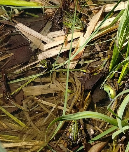 Three green frogs in the water, among reeds and straws
