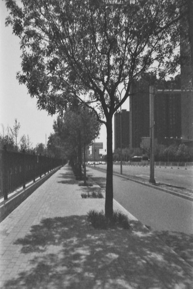 Ilford FP4 @ ISO 80

**English:**
A black and white photograph of a tree-lined sidewalk in an urban area. The trees are evenly spaced along the sidewalk, which is paved with bricks. The shadows of the trees are cast on the ground, and there are buildings visible in the background.

**Chinese:**
一张黑白照片，展示了城市地区一条两旁种有树木的人行道。树木沿着铺有砖块的人行道均匀分布。树木的影子投射在地面上，背景中可以看到建筑物。