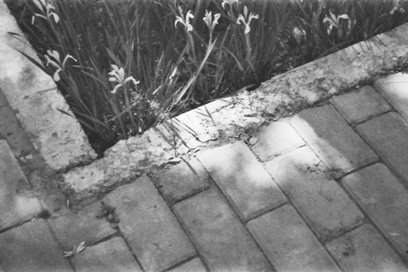 Ilford FP4 @ ISO 80

**English:**
A black and white photograph showing a close-up of a flower bed with blooming flowers. The flower bed is bordered by a concrete edge, and the flowers are in full bloom, adding a touch of nature to the urban setting.

**Chinese:**
一张黑白照片，展示了一个盛开的花坛的特写。花坛由混凝土边缘围成，花朵盛开，为城市环境增添了一抹自然色彩。