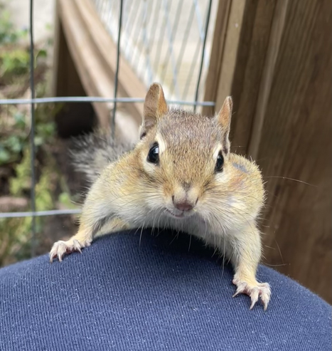 Chipmunk climbing onto my knee. 