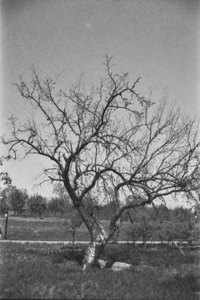 Ilford FP4 @ ISO 80

**English:**
A black and white photograph of a bare tree standing alone in an open field. The tree has a twisted trunk and sprawling branches without leaves, suggesting it might be late autumn or winter. The background includes a few more trees and a clear sky.

**Chinese:**
一张黑白照片，展示了一棵孤独地站立在开阔田野中的光秃秃的树。这棵树有一个扭曲的树干和蔓延的枝条，没有叶子，表明可能是深秋或冬季。背景中还有一些树木和晴朗的天空。