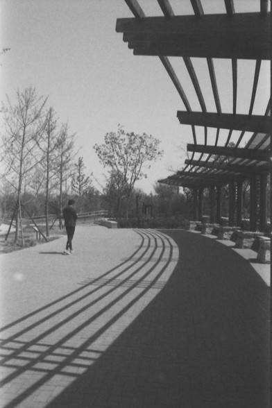 Ilford FP4 @ ISO 80

**English:**
A black and white photograph capturing a curved pathway with a person walking along it. The pathway is lined with shadows cast by a pergola structure overhead. The scene is set in a park-like environment with trees and greenery visible in the background.

**Chinese:**
一张黑白照片，拍摄了一条弯曲的小径，一个人正沿着小径行走。小径两旁有由顶部的棚架结构投下的阴影。场景设在一个类似公园的环境中，背景中可见树木和绿地。