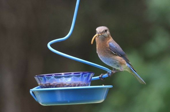 A small light blue bird with a rust colored chest, and white belly is perched on a metal worm feeder. She has a worm in her mouth, and is looking at the camera.