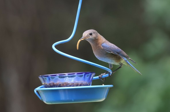 The same bird, still with a worm, but now looking away.