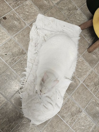 white cat lying on a white rag on a kitchen floor.