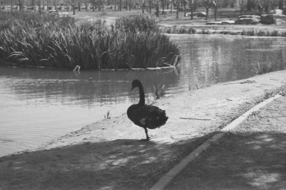 Ilford FP4 @ ISO 80

**English:**
A black and white photograph showing a solitary black swan standing on a narrow strip of land beside a pond. The swan is poised gracefully, with its neck arched elegantly. The pond is surrounded by reeds and other vegetation, creating a picturesque and serene setting. The background includes more greenery and trees, adding to the natural beauty of the scene.

**Chinese:**
一张黑白照片，展示了一只孤独的黑天鹅站在池塘边的一条狭长陆地上。天鹅姿态优雅，脖颈弯曲得非常优美。池塘周围环绕着芦苇和其他植被，构成了一幅如画般宁静的场景。背景中还有更多的绿色植物…