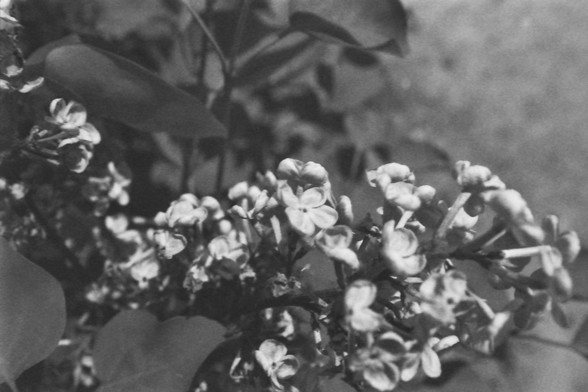 Ilford FP4 @ ISO 80

**English:**
A black and white close-up photograph of a cluster of small flowers. The flowers are delicate and appear to be in full bloom, with intricate details visible in their petals. The background is blurred, drawing focus to the flowers in the foreground. The play of light and shadow adds depth to the image, highlighting the natural beauty and intricacy of the flowers.

**Chinese:**
一张黑白特写照片，展示了一簇小花。这些花朵娇小精致，看起来盛开得非常美丽，花瓣的细节清晰可见。背景模糊，使前景的花朵成为焦点。光影的交错为图像增添了深度，突显了花朵的自然美…