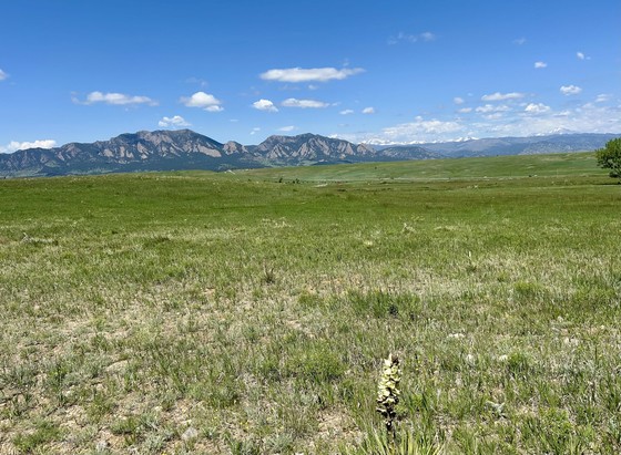 A vast green field stretches out under a clear blue sky, with low mountains visible in the background. The scene features a mix of grass and scattered wildflowers, highlighting a tranquil, natural landscape.